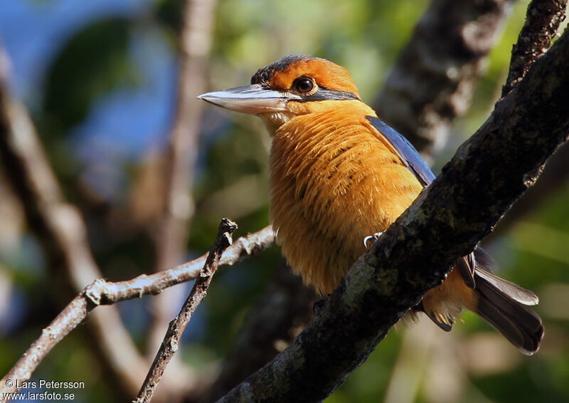 Cinnamon-banded Kingfisher