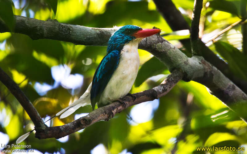 Martin-chasseur de Biakadulte, identification