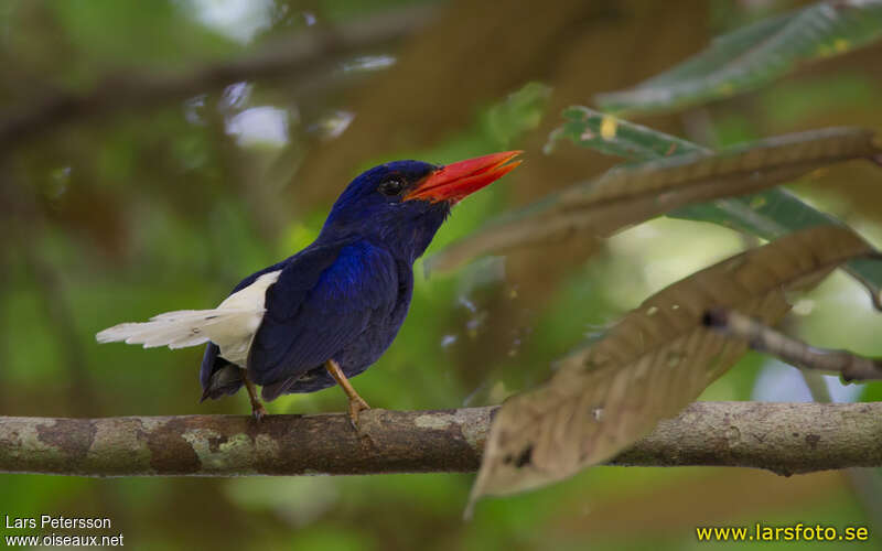 Numfor Paradise Kingfishersubadult