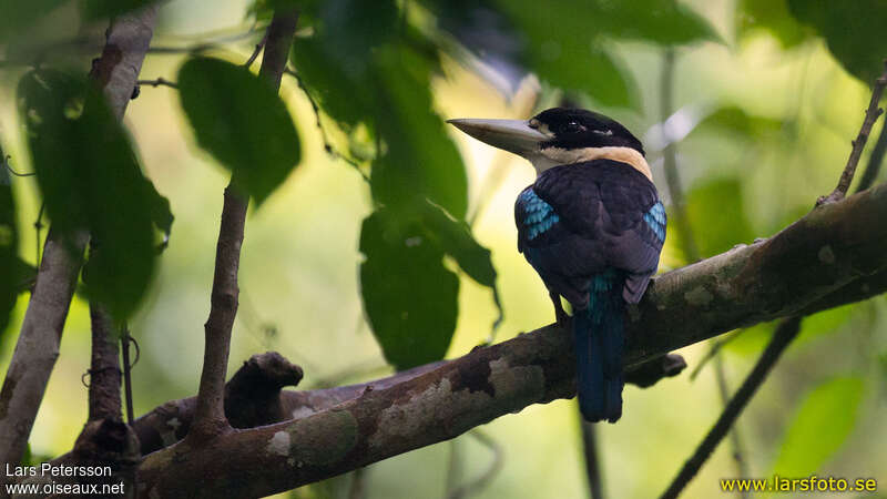 Rufous-bellied Kookaburra male adult