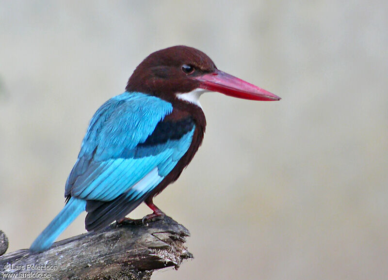 White-throated Kingfisher