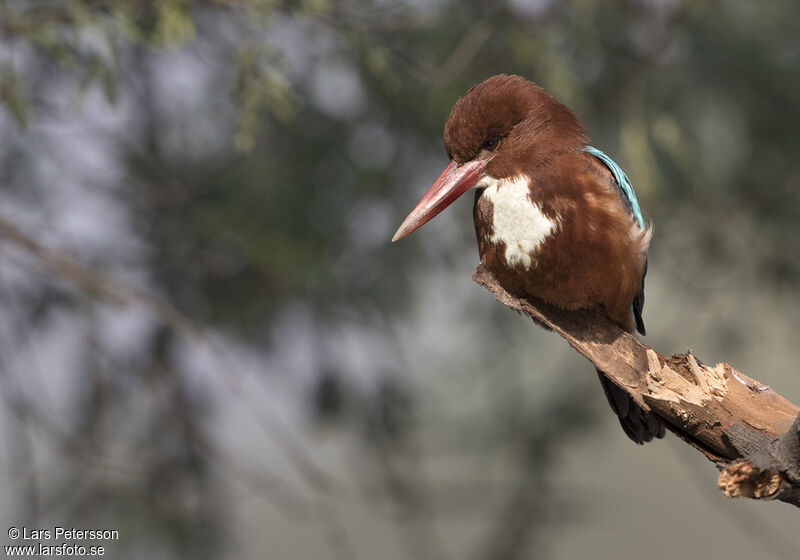 White-throated Kingfisher