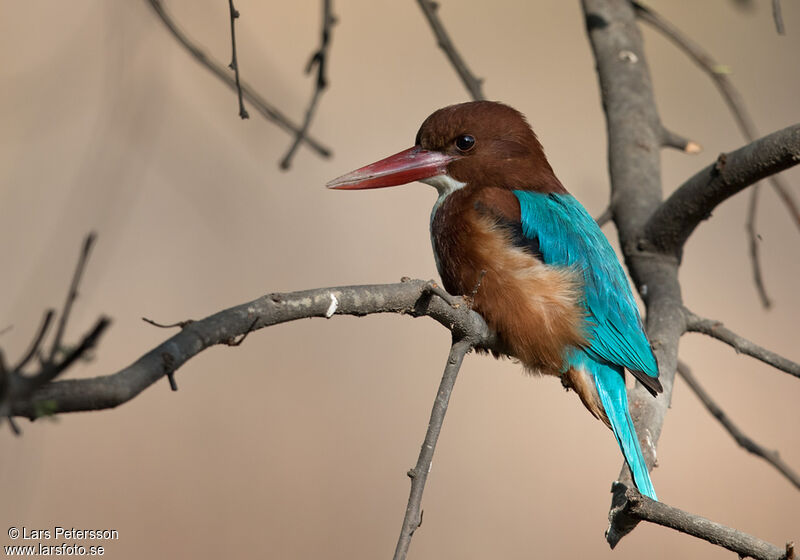 White-throated Kingfisher