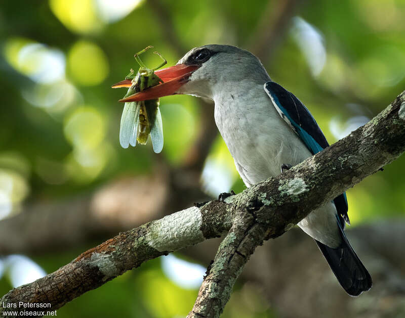 Martin-chasseur des mangrovesadulte, régime, pêche/chasse