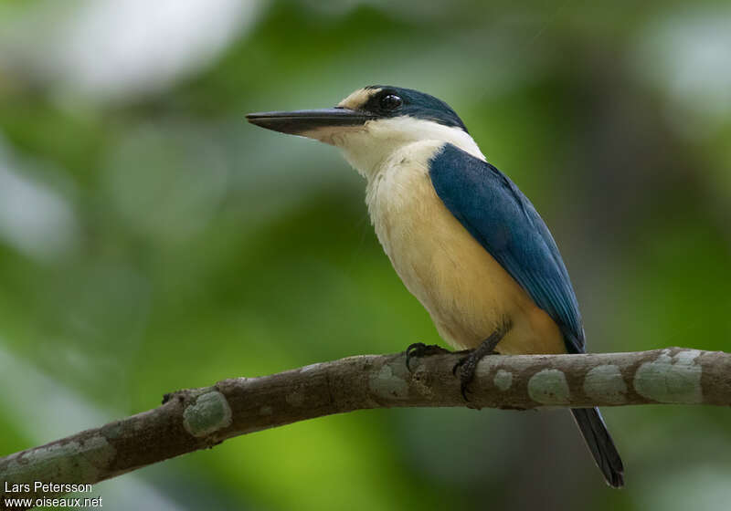 Martin-chasseur des Samoaadulte, identification