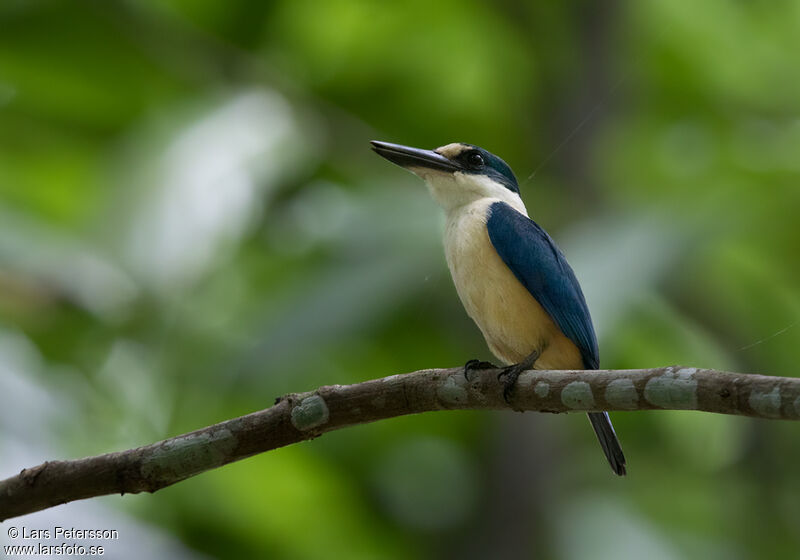 Flat-billed Kingfisher