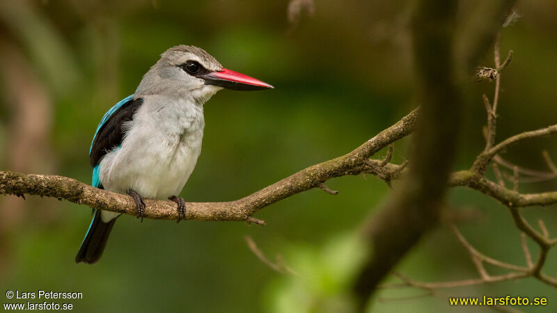 Woodland Kingfisher