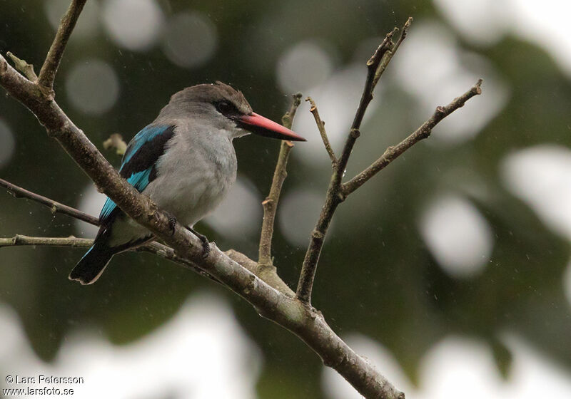 Woodland Kingfisher