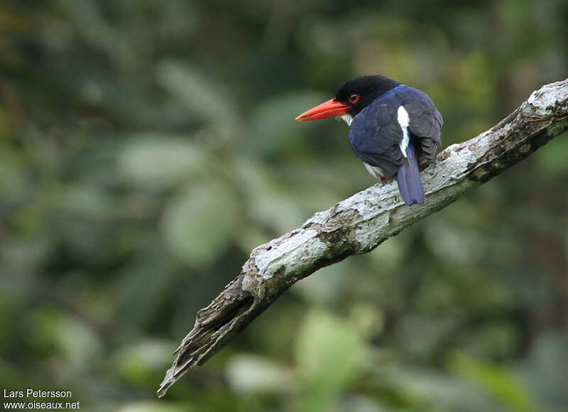 White-rumped Kingfisheradult