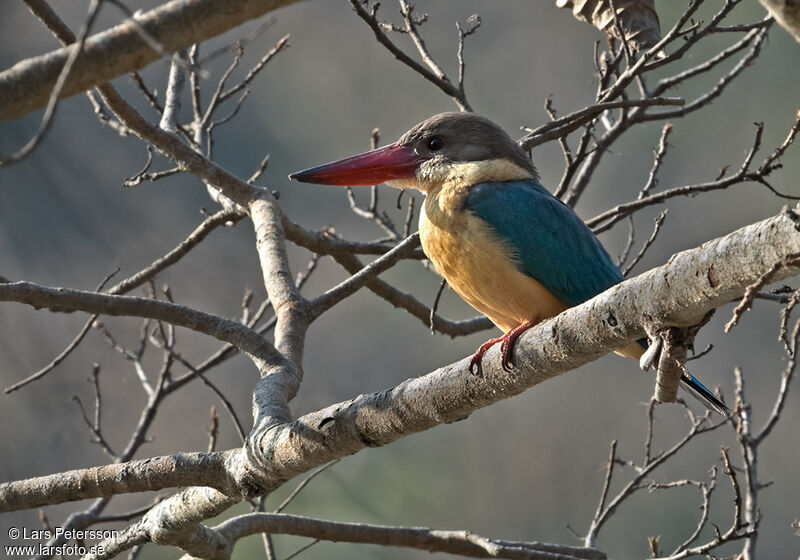 Stork-billed Kingfisher