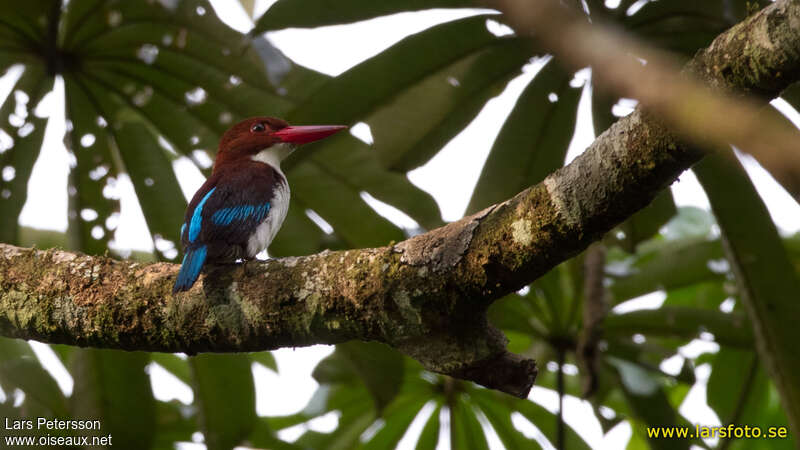 Chocolate-backed Kingfisheradult, identification