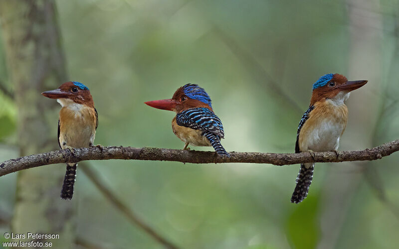 Banded Kingfisher