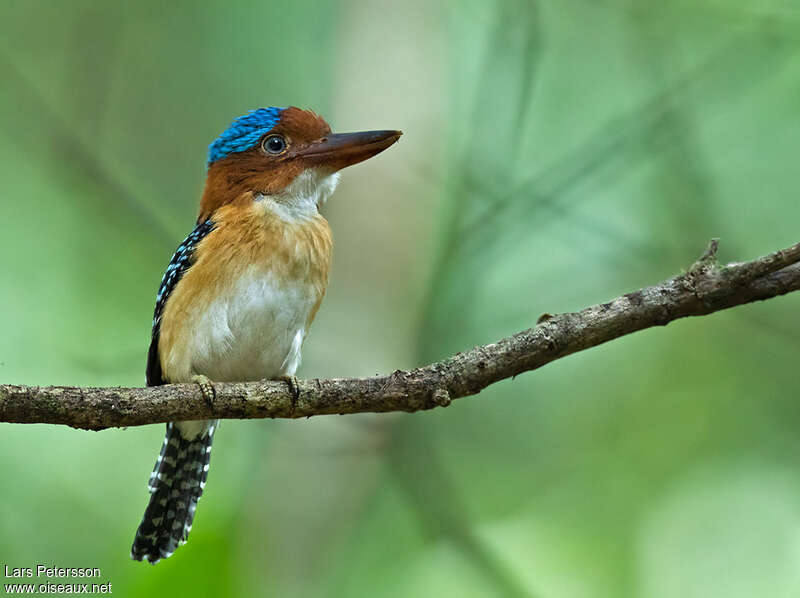 Banded Kingfisher male adult