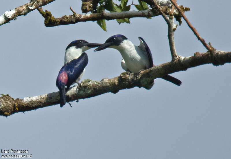 Ultramarine Kingfisheradult, courting display