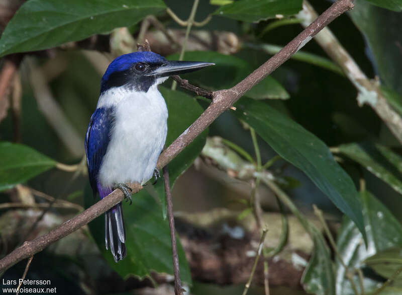 Martin-chasseur outremeradulte, identification