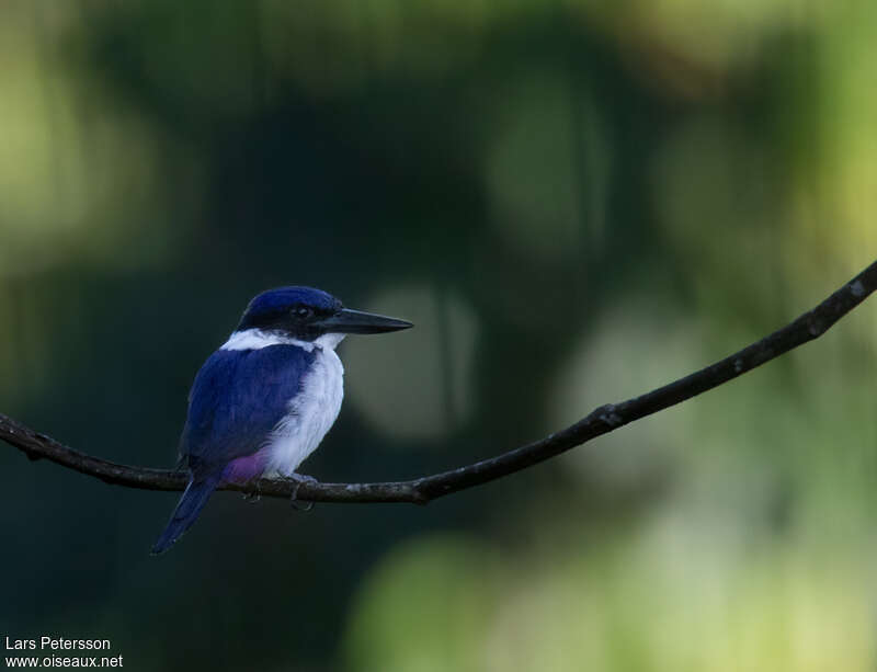 Ultramarine Kingfisheradult, identification