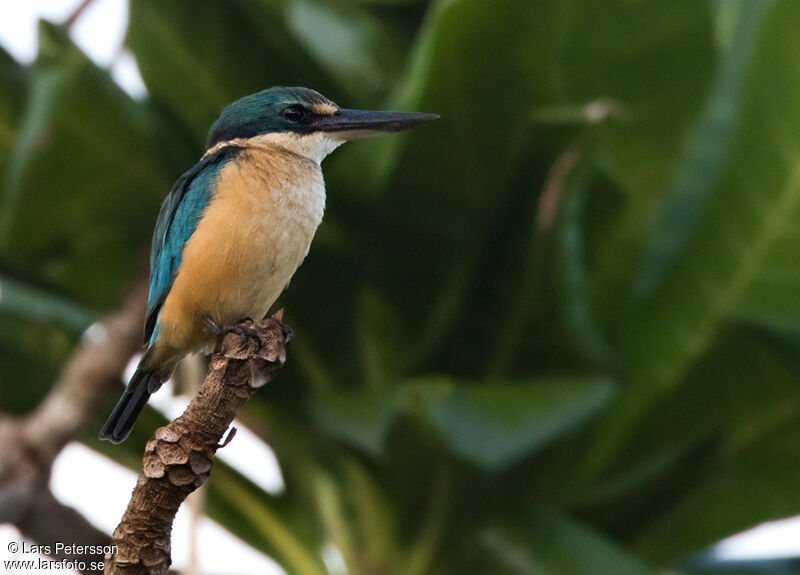 Sacred Kingfisher