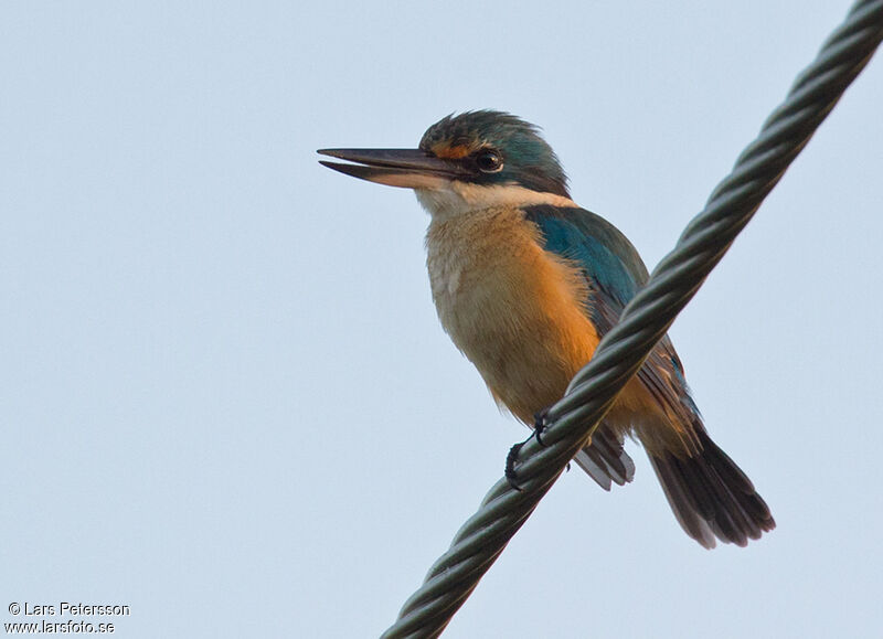 Sacred Kingfisher