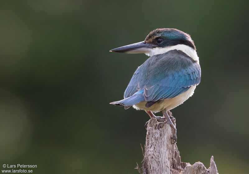 Sacred Kingfisher