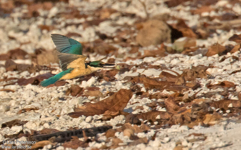 Sacred Kingfisher