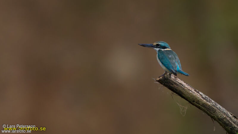 Sacred Kingfisher