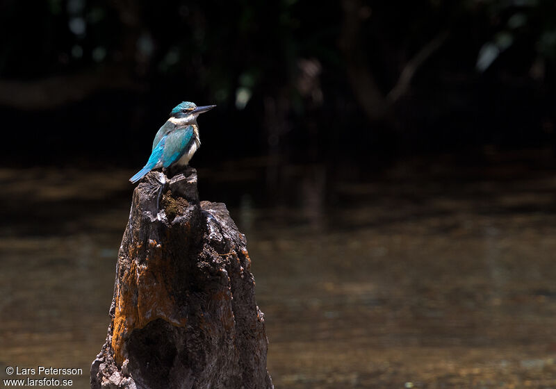 Sacred Kingfisher