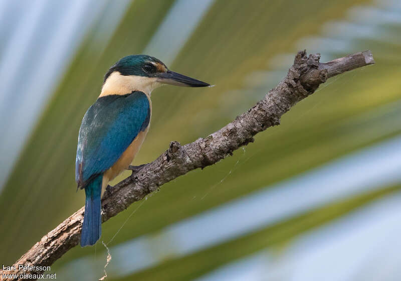 Sacred Kingfisheradult, Behaviour