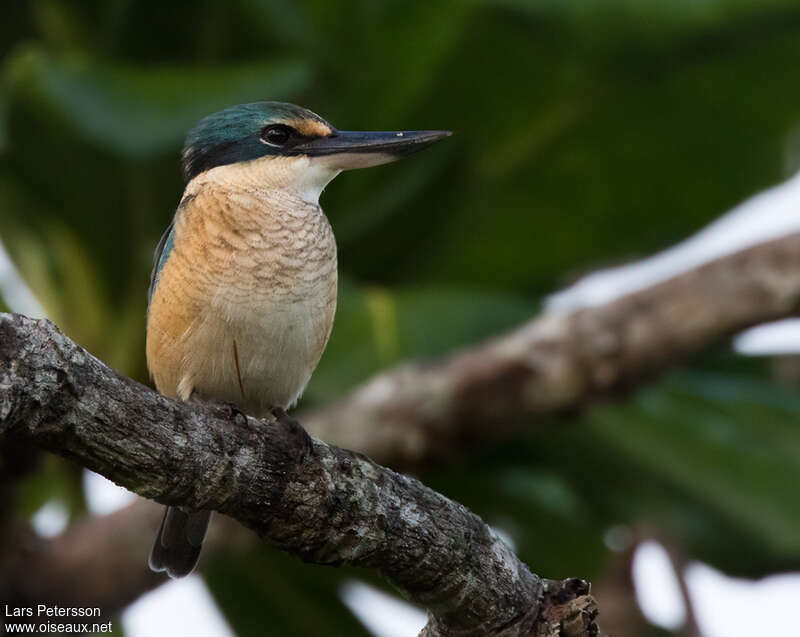 Sacred Kingfisheradult, habitat