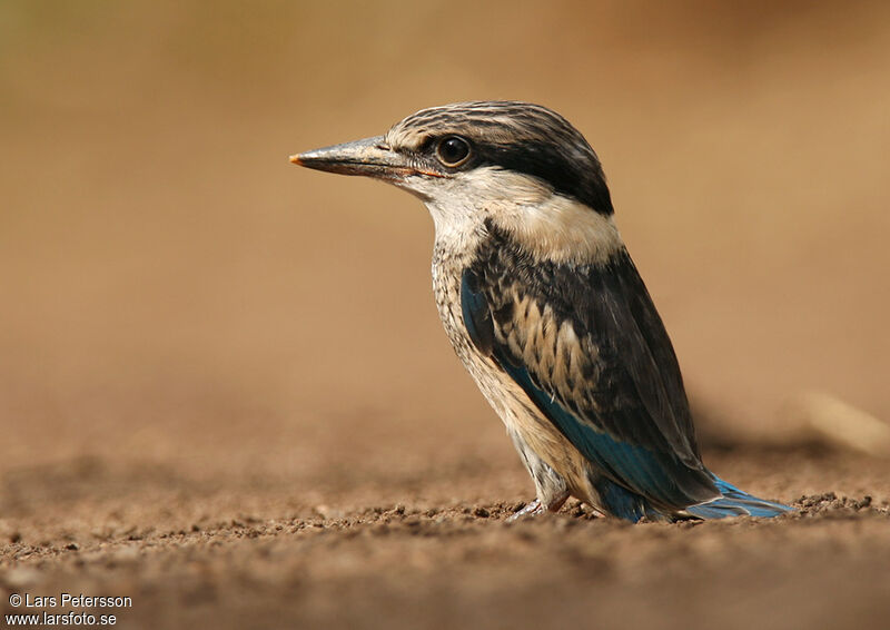 Striped Kingfisher