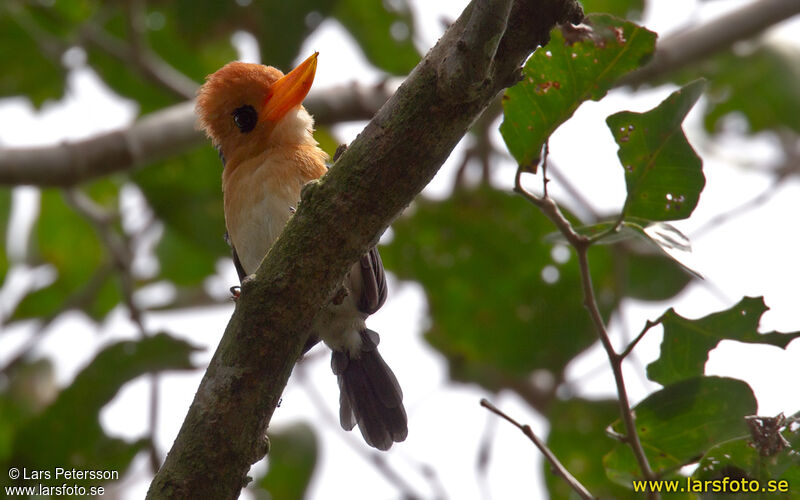 Yellow-billed Kingfisher