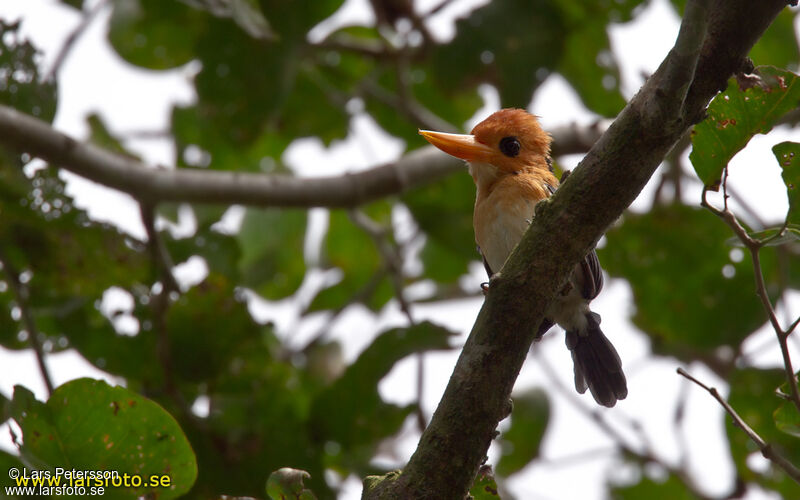 Yellow-billed Kingfisher