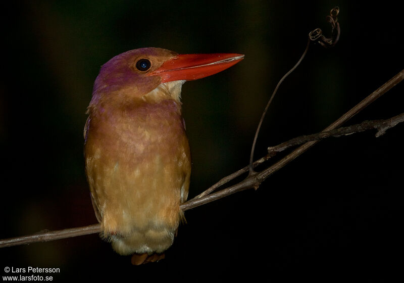 Martin-chasseur violet