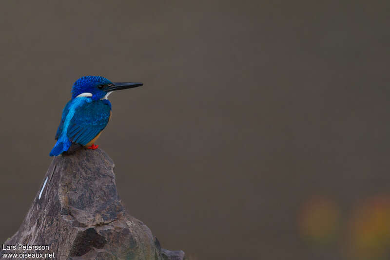 Half-collared Kingfisher male adult