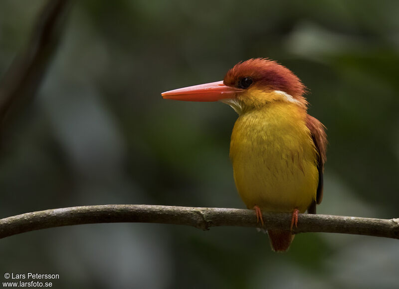 Rufous-backed Dwarf Kingfisher