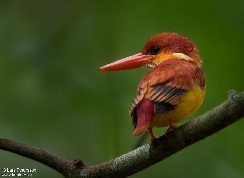 Rufous-backed Dwarf Kingfisher