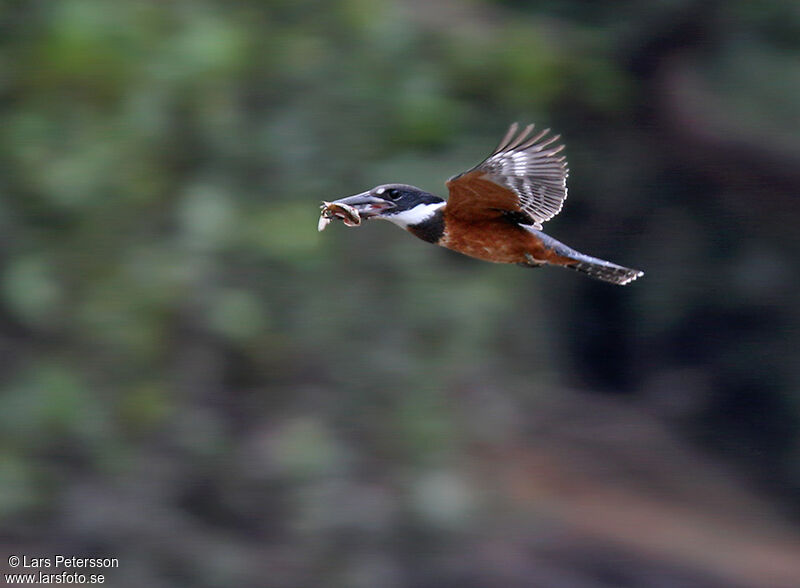 Ringed Kingfisher