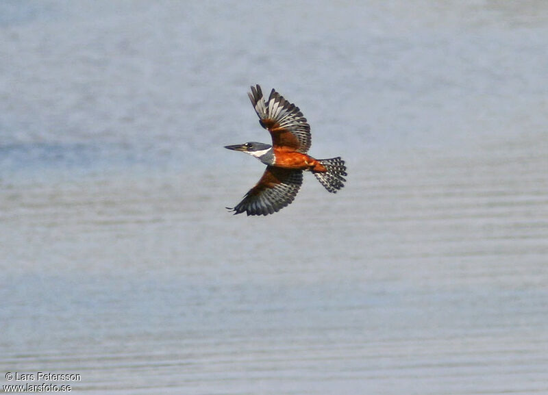 Ringed Kingfisher