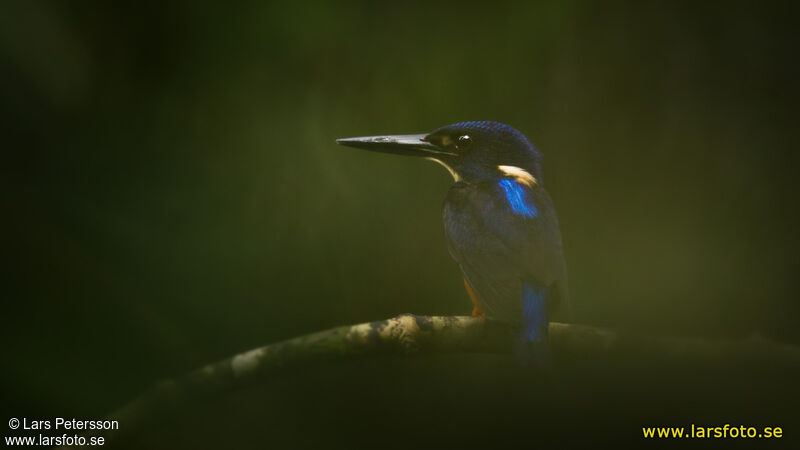 Shining-blue Kingfisher