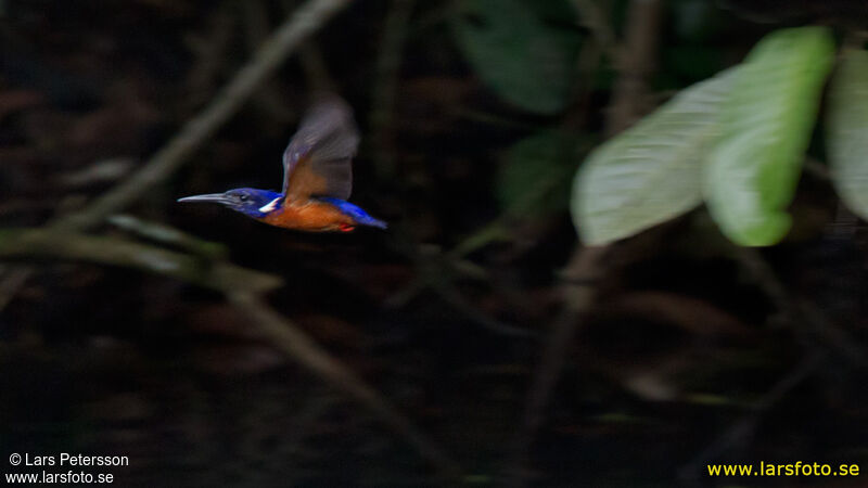 Shining-blue Kingfisher