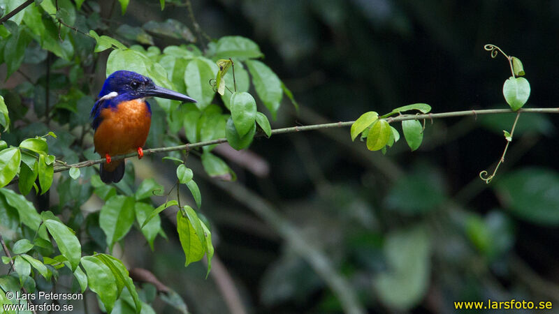 Shining-blue Kingfisher