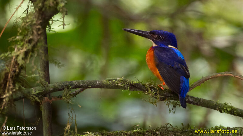 Shining-blue Kingfisher