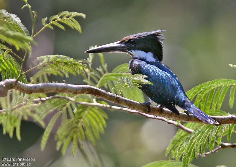 Amazon Kingfisher