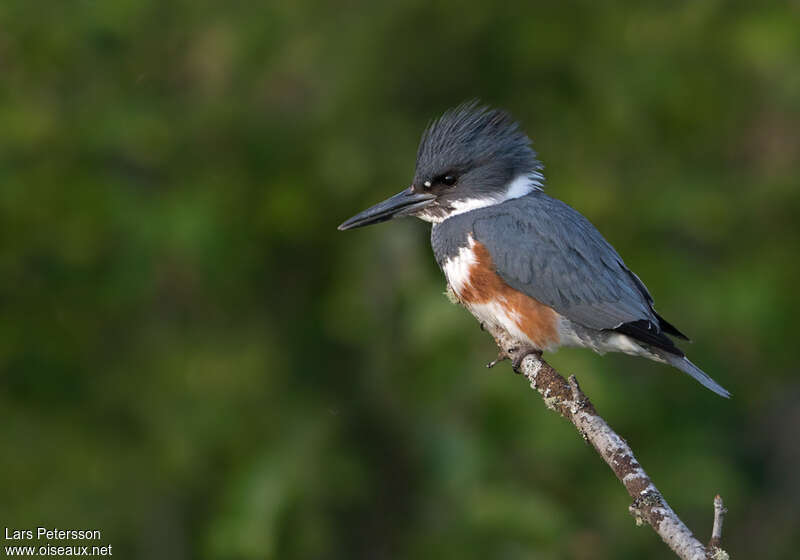 Martin-pêcheur d'Amérique femelle adulte, identification