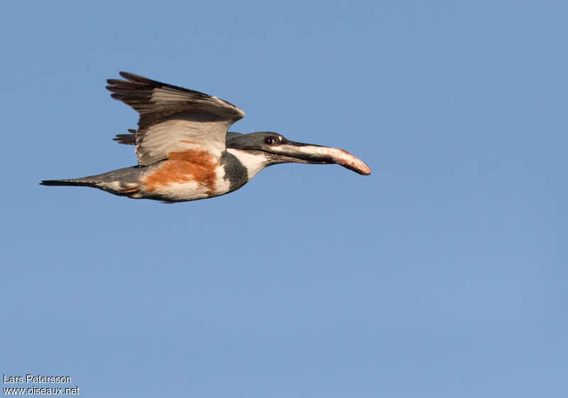 Belted Kingfisher female adult, Flight, feeding habits