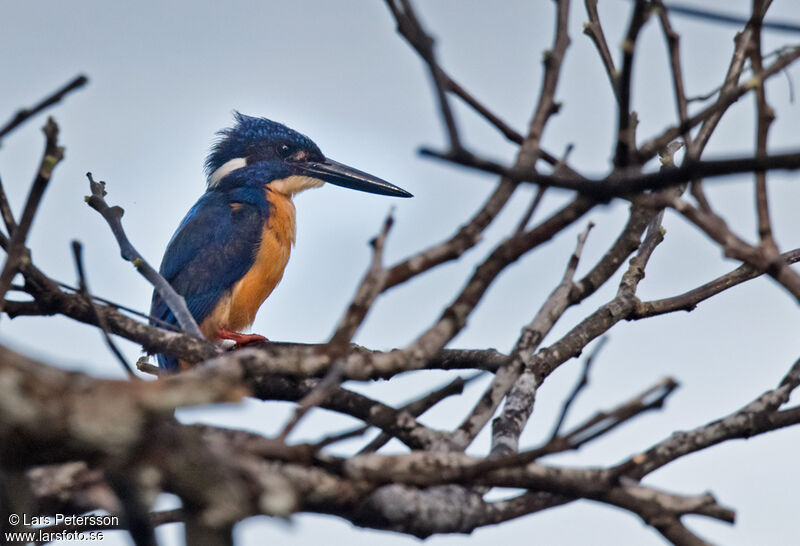 Common Kingfisher