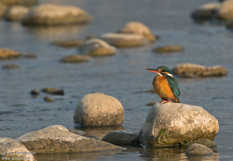 Common Kingfisher