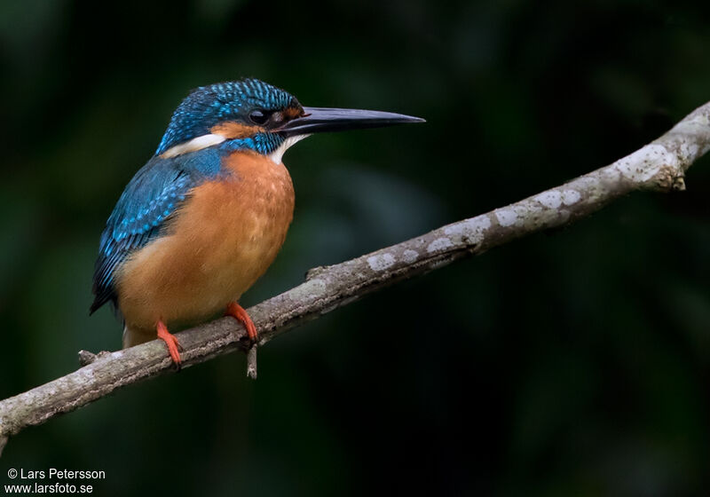 Common Kingfisher