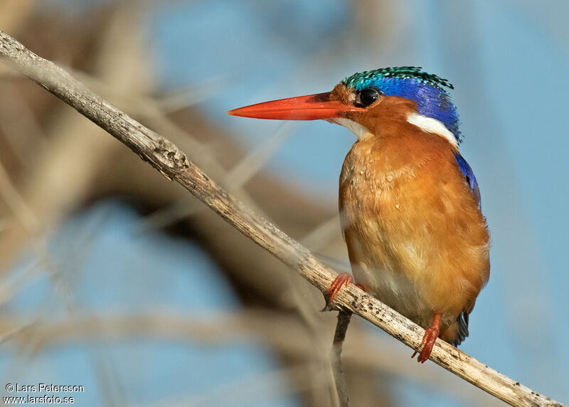 Martin-pêcheur huppé