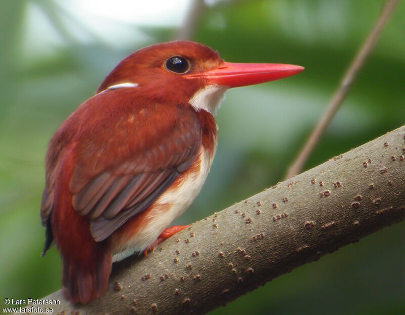 Madagascar Pygmy Kingfisher