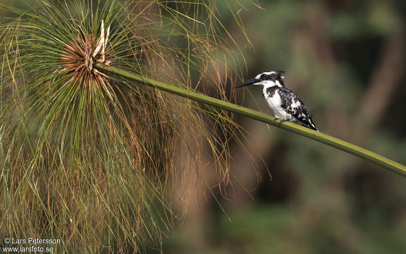 Pied Kingfisher